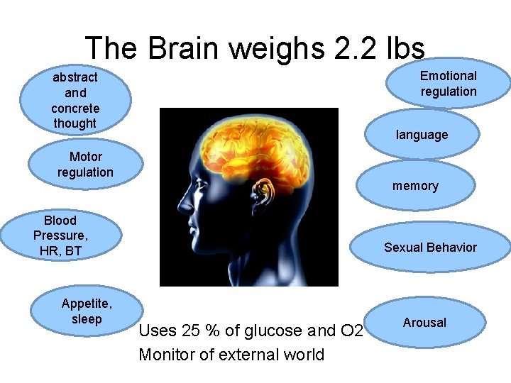 The Brain weighs 2. 2 lbs Emotional regulation abstract and concrete thought language Motor