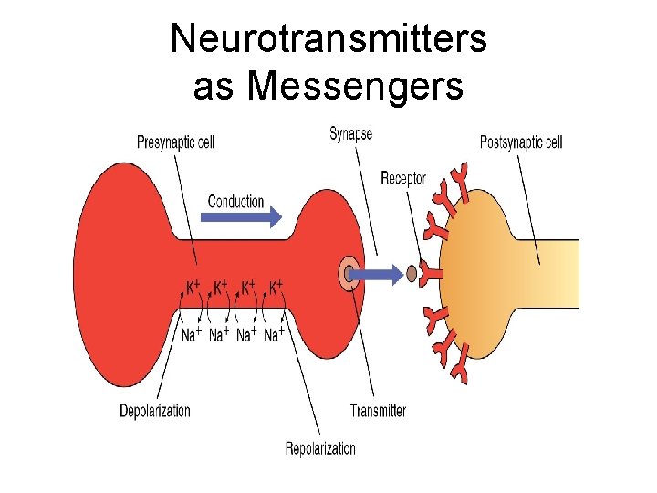 Neurotransmitters as Messengers 