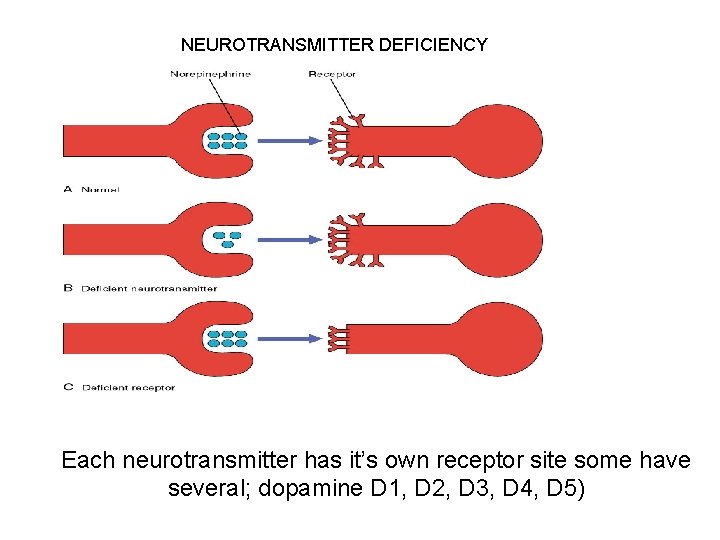 NEUROTRANSMITTER DEFICIENCY Each neurotransmitter has it’s own receptor site some have several; dopamine D