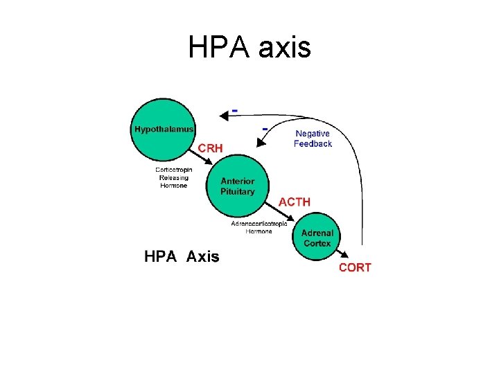 HPA axis 