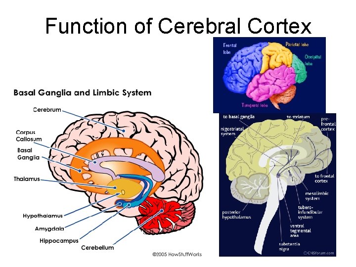 Function of Cerebral Cortex 