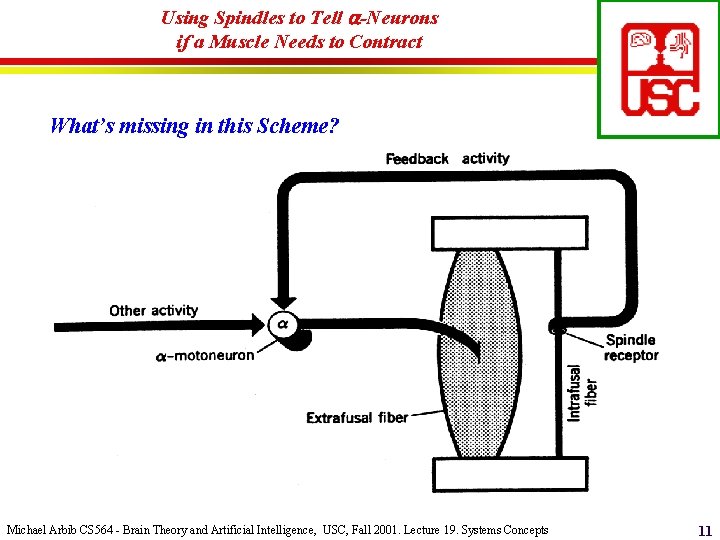 Using Spindles to Tell -Neurons if a Muscle Needs to Contract What’s missing in