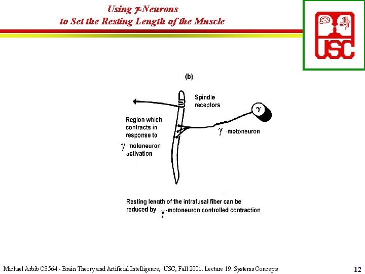 Using -Neurons to Set the Resting Length of the Muscle Michael Arbib CS 564