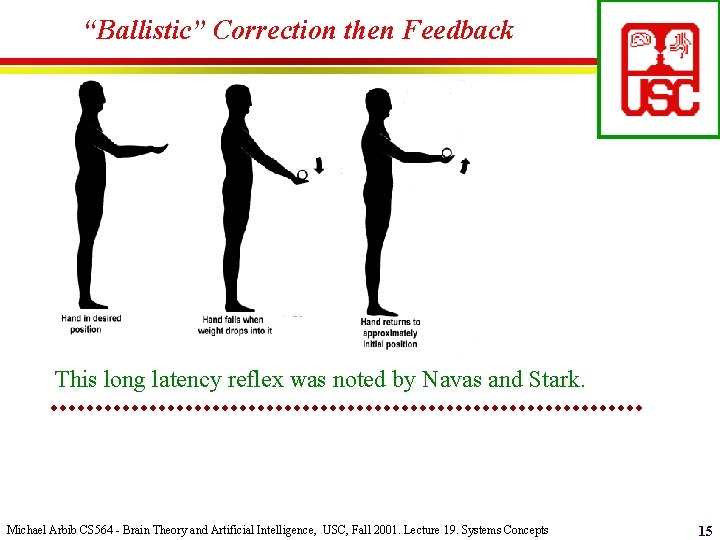 “Ballistic” Correction then Feedback This long latency reflex was noted by Navas and Stark.