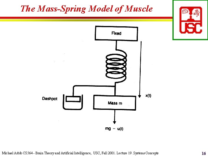The Mass-Spring Model of Muscle Michael Arbib CS 564 - Brain Theory and Artificial