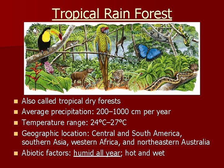Tropical Rain Forest n n n Also called tropical dry forests Average precipitation: 200–