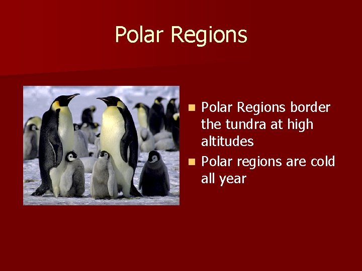 Polar Regions border the tundra at high altitudes n Polar regions are cold all