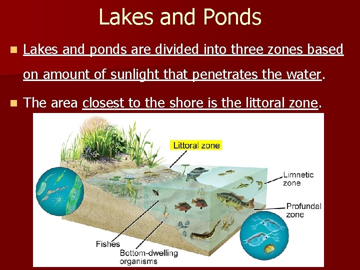 Lakes and Ponds n Lakes and ponds are divided into three zones based on
