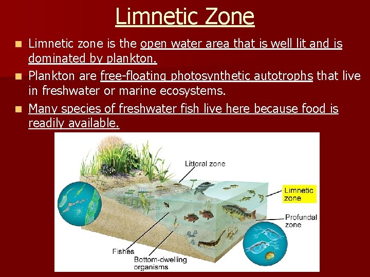 Limnetic Zone Limnetic zone is the open water area that is well lit and