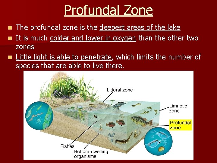 Profundal Zone The profundal zone is the deepest areas of the lake n It