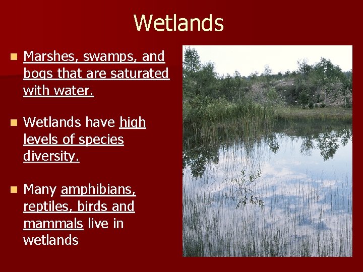 Wetlands n Marshes, swamps, and bogs that are saturated with water. n Wetlands have