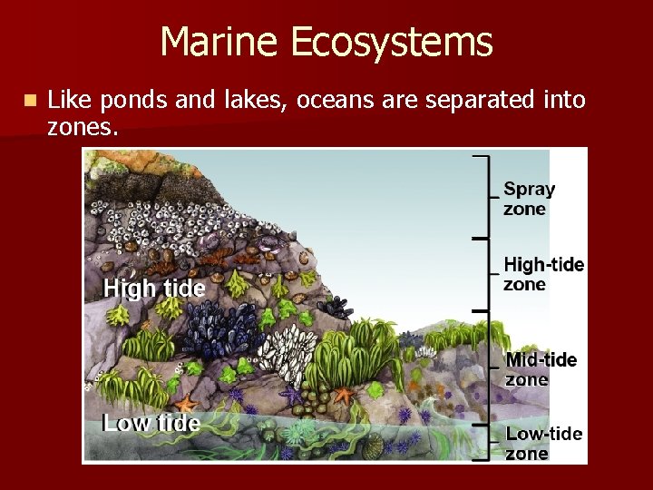 Marine Ecosystems n Like ponds and lakes, oceans are separated into zones. 