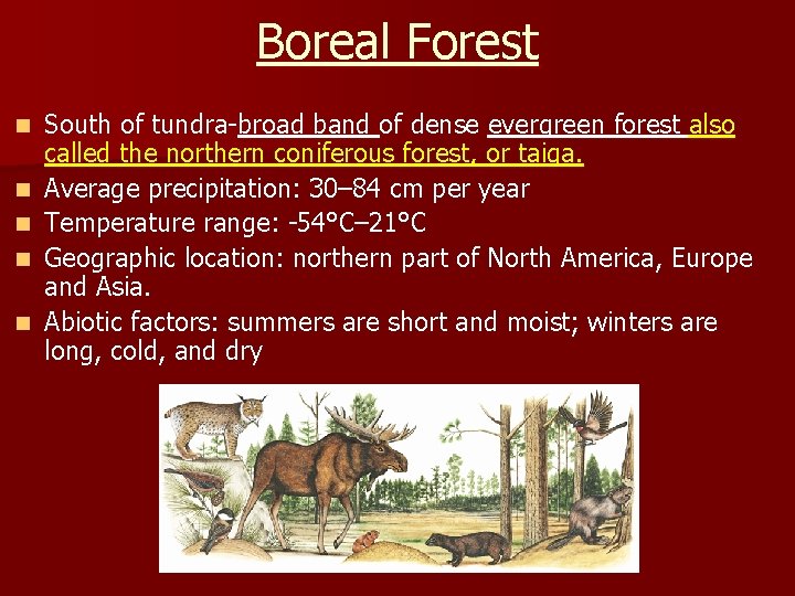 Boreal Forest n n n South of tundra-broad band of dense evergreen forest also