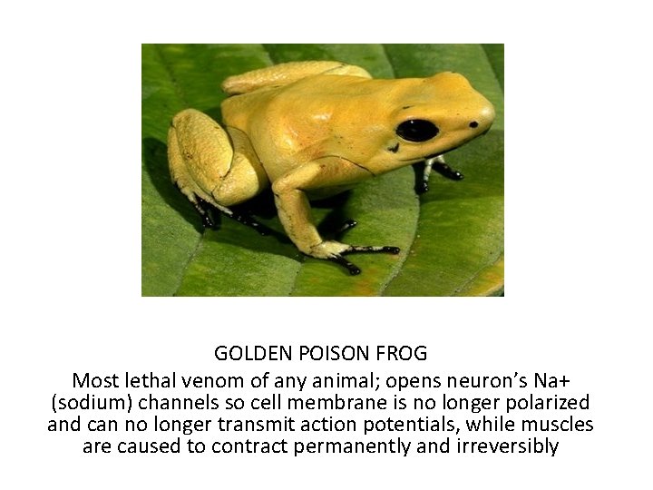 GOLDEN POISON FROG Most lethal venom of any animal; opens neuron’s Na+ (sodium) channels