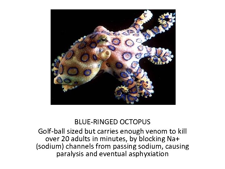 BLUE-RINGED OCTOPUS Golf-ball sized but carries enough venom to kill over 20 adults in