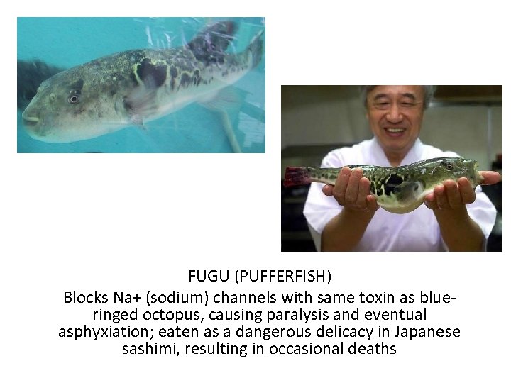 FUGU (PUFFERFISH) Blocks Na+ (sodium) channels with same toxin as blueringed octopus, causing paralysis