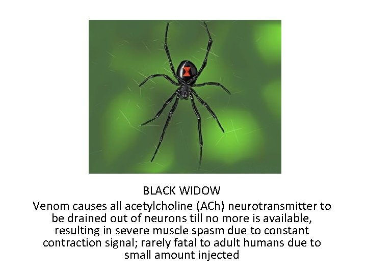 BLACK WIDOW Venom causes all acetylcholine (ACh) neurotransmitter to be drained out of neurons