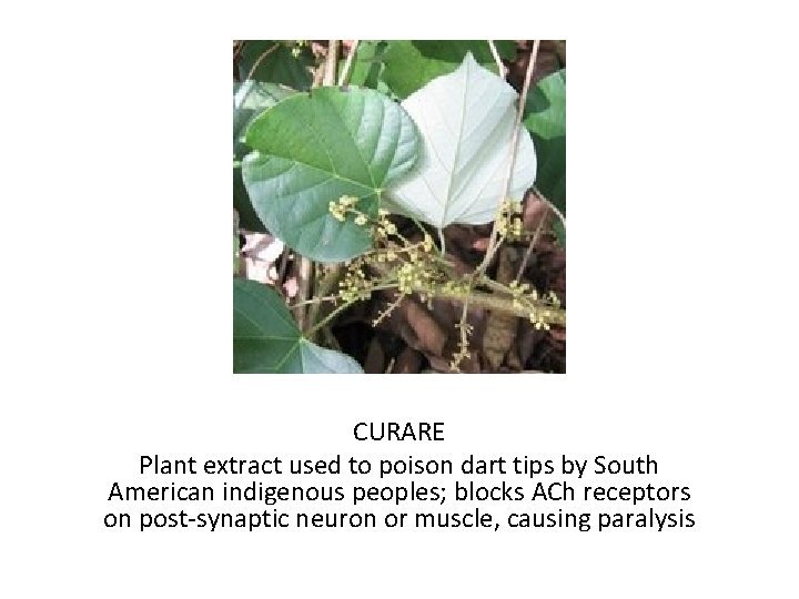 CURARE Plant extract used to poison dart tips by South American indigenous peoples; blocks