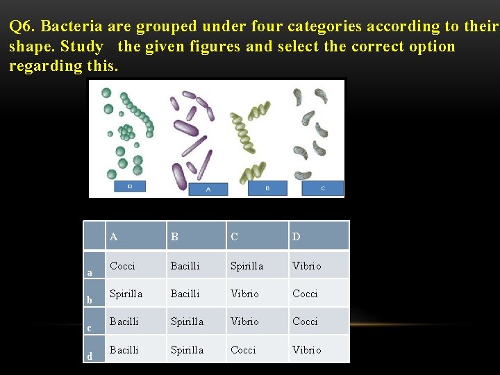 Q 6. Bacteria are grouped under four categories according to their shape. Study the