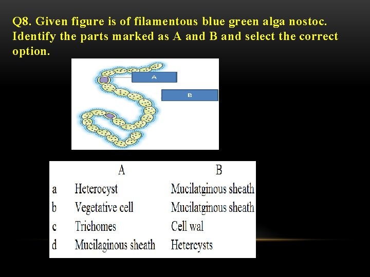 Q 8. Given figure is of filamentous blue green alga nostoc. Identify the parts