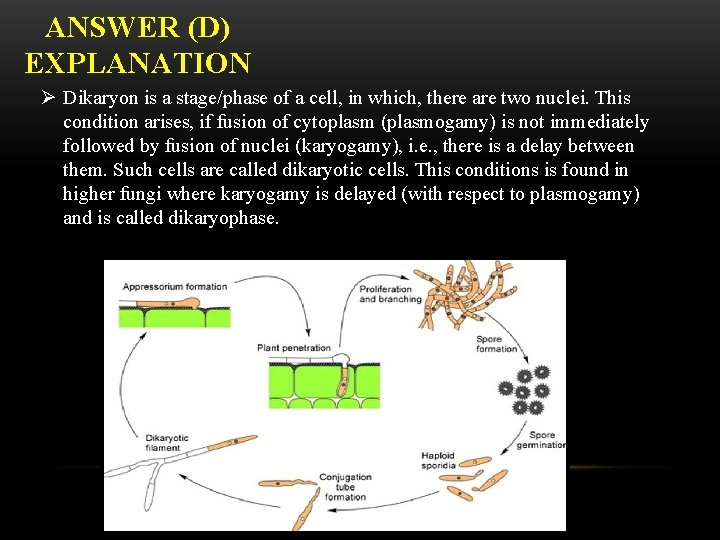 ANSWER (D) EXPLANATION Ø Dikaryon is a stage/phase of a cell, in which, there