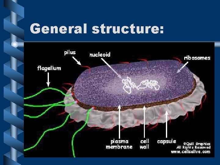 General structure: 