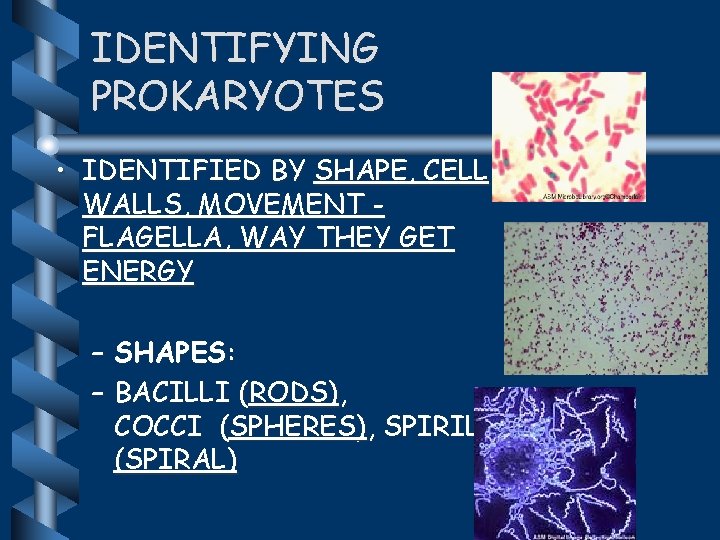 IDENTIFYING PROKARYOTES • IDENTIFIED BY SHAPE, CELL WALLS, MOVEMENT FLAGELLA, WAY THEY GET ENERGY
