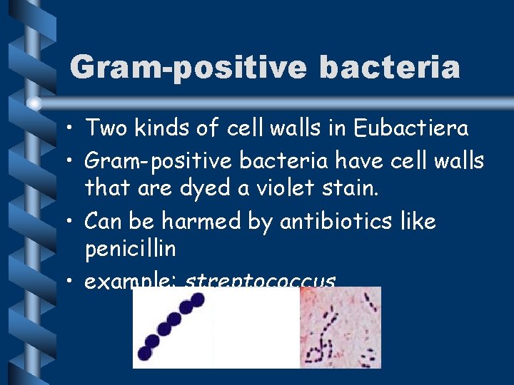 Gram-positive bacteria • Two kinds of cell walls in Eubactiera • Gram-positive bacteria have