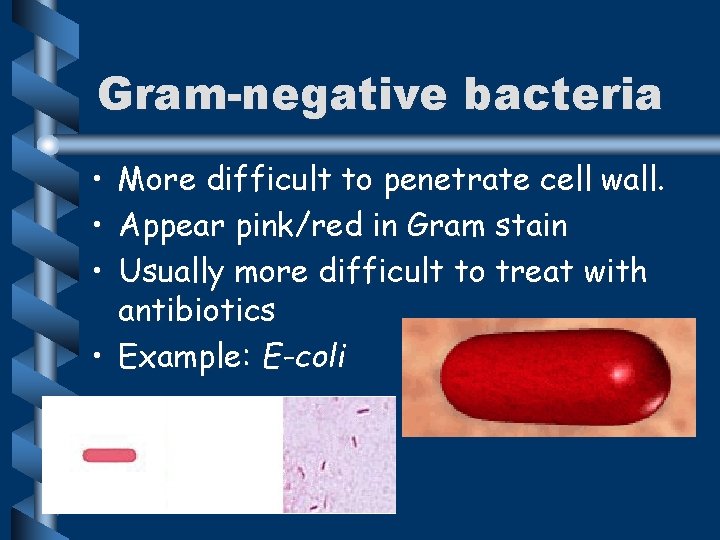 Gram-negative bacteria • More difficult to penetrate cell wall. • Appear pink/red in Gram