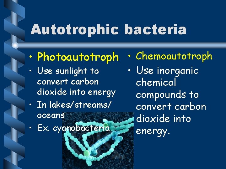 Autotrophic bacteria • Photoautotroph • Chemoautotroph • Use sunlight to convert carbon dioxide into