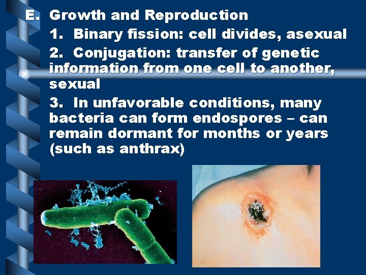 E. Growth and Reproduction 1. Binary fission: cell divides, asexual 2. Conjugation: transfer of