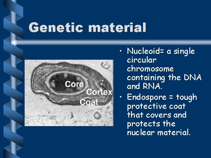 Genetic material • Nucleoid= a single circular chromosome containing the DNA and RNA. •