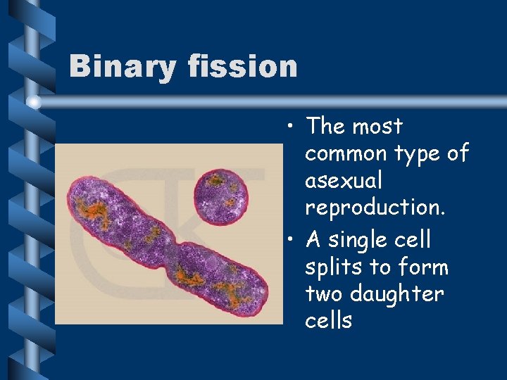 Binary fission • The most common type of asexual reproduction. • A single cell