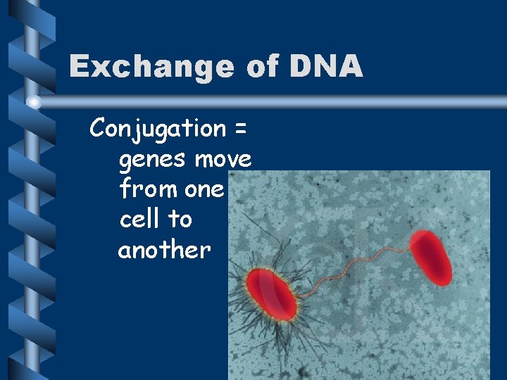 Exchange of DNA Conjugation = genes move from one cell to another 