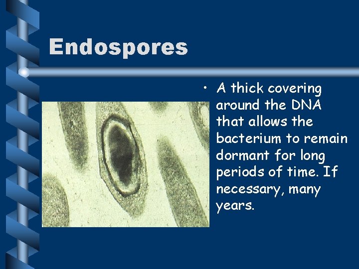 Endospores • A thick covering around the DNA that allows the bacterium to remain