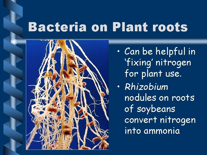 Bacteria on Plant roots • Can be helpful in ‘fixing’ nitrogen for plant use.