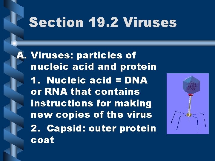 Section 19. 2 Viruses A. Viruses: particles of nucleic acid and protein 1. Nucleic