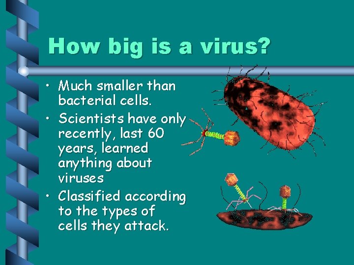 How big is a virus? • Much smaller than bacterial cells. • Scientists have