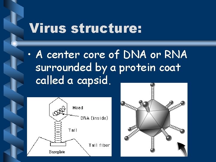 Virus structure: • A center core of DNA or RNA surrounded by a protein