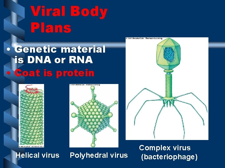 Viral Body Plans • Genetic material is DNA or RNA • Coat is protein