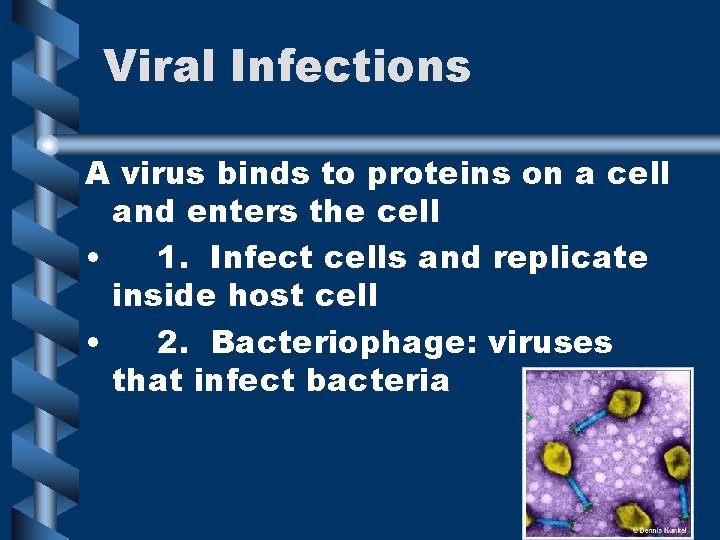 Viral Infections A virus binds to proteins on a cell and enters the cell