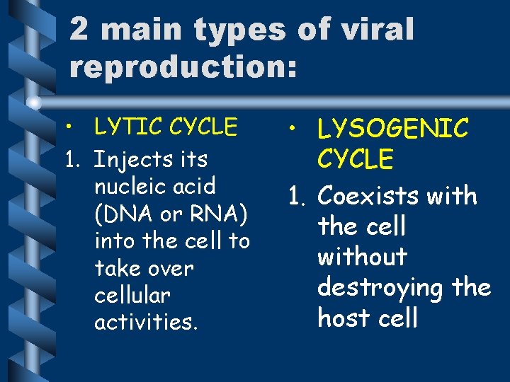 2 main types of viral reproduction: • LYTIC CYCLE 1. Injects its nucleic acid