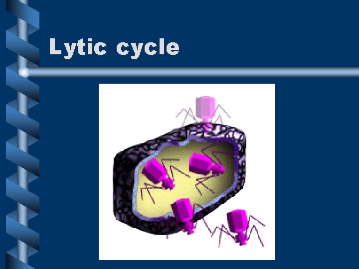 Lytic cycle 