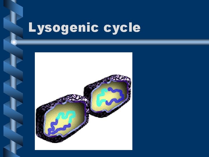 Lysogenic cycle 