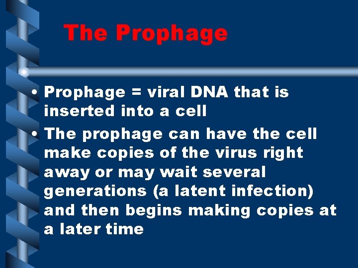The Prophage • Prophage = viral DNA that is inserted into a cell •