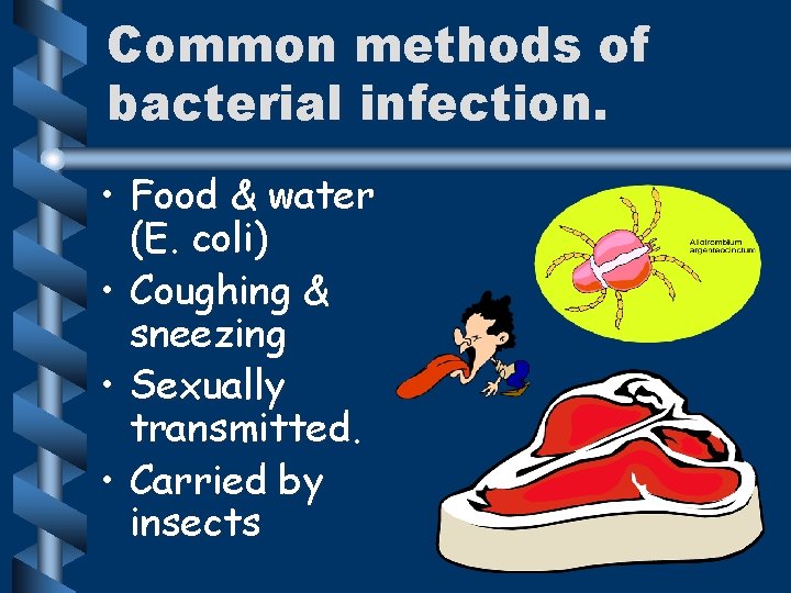 Common methods of bacterial infection. • Food & water (E. coli) • Coughing &