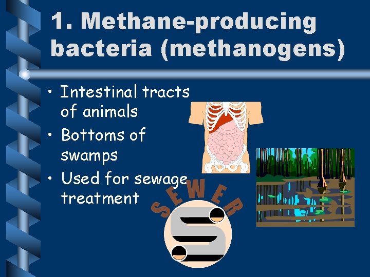 1. Methane-producing bacteria (methanogens) • Intestinal tracts of animals • Bottoms of swamps •