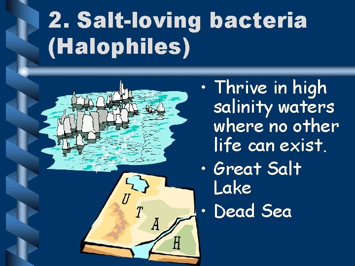 2. Salt-loving bacteria (Halophiles) • Thrive in high salinity waters where no other life