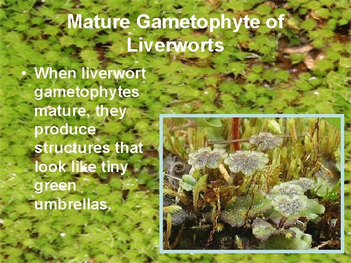 Mature Gametophyte of Liverworts • When liverwort gametophytes mature, they produce structures that look