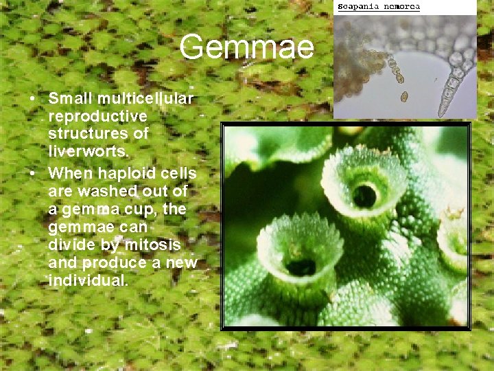 Gemmae • Small multicellular reproductive structures of liverworts. • When haploid cells are washed